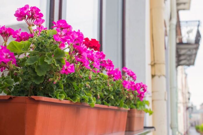 Aranżacja balkonu z geranium w skrzynkach - porady jak stworzyć idealny ogród na parapecie