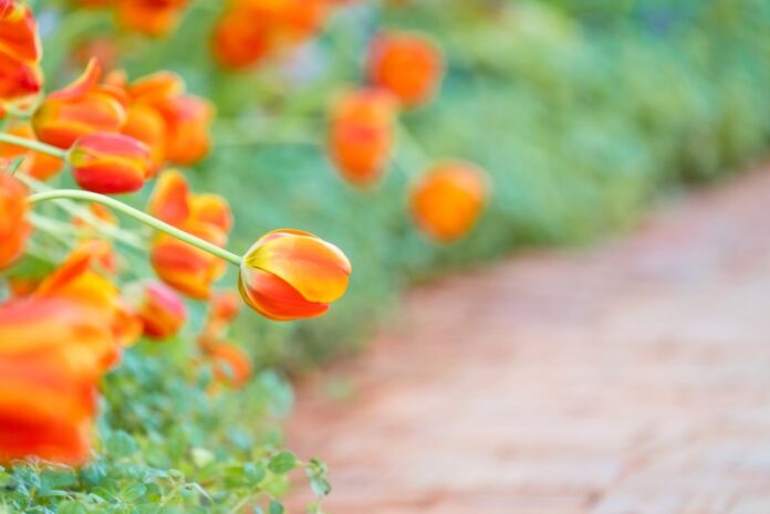 Kwiaty w ogrodzie o pomarańczowym kolorze - jakie rośliny posadzić, by cieszyć się nimi w ogrodzie?