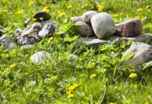 Jak skutecznie zwalczyć pedraki, które gnieżdżą się w trawie