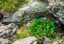 Idealne rośliny liściaste na skalniak i do niewielkiego ogrodu: miniaturowe krzewy